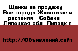 Щенки на продажу - Все города Животные и растения » Собаки   . Липецкая обл.,Липецк г.